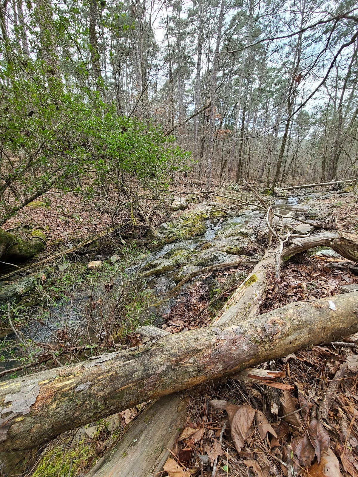 Lookout Mountain Trail (Beavers Bend) - Image 1