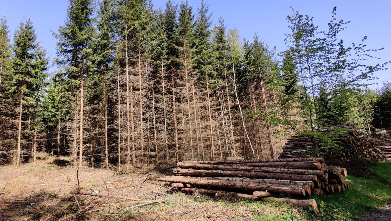 Peaceful Forest Ambiance