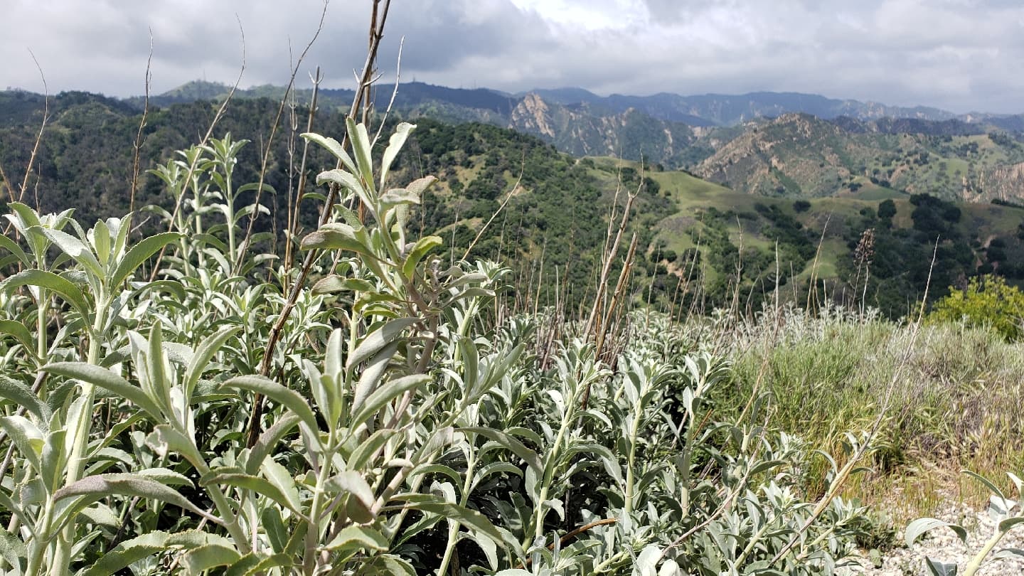 Ed Davis Park Towsley Canyon - Image 1