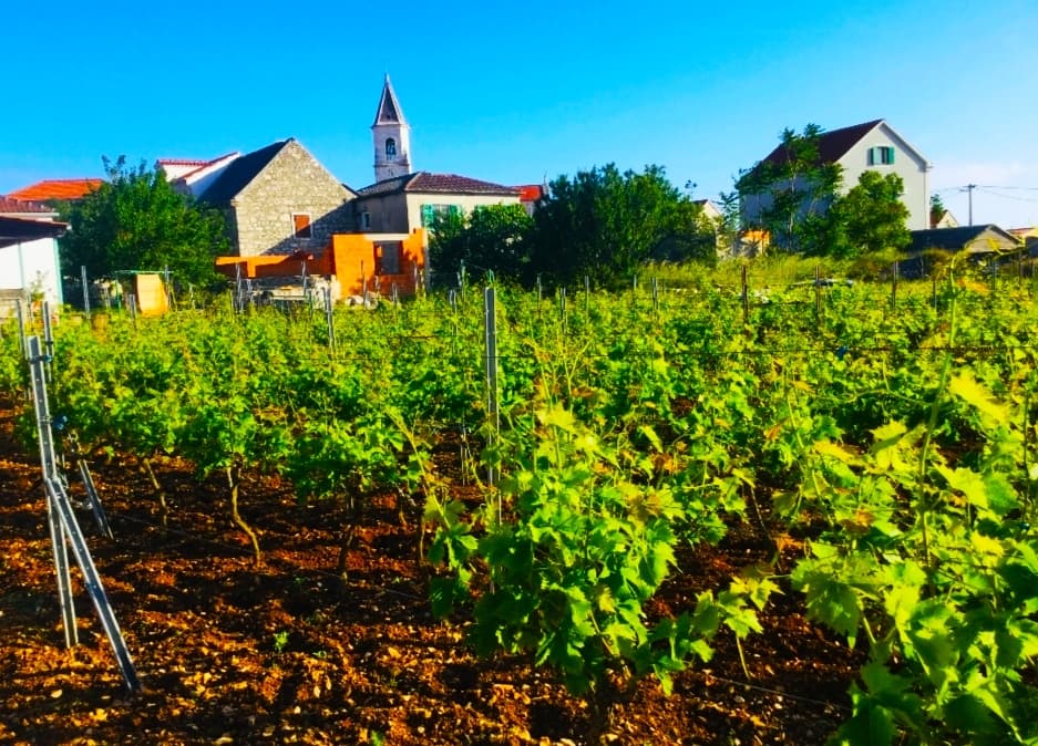 Šolta Island Maslinica - Image 1