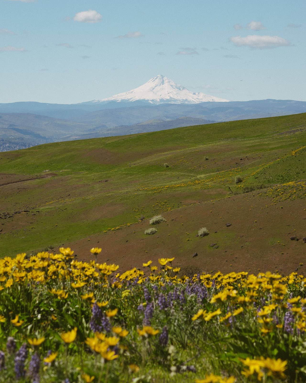 Spring Wildflowers