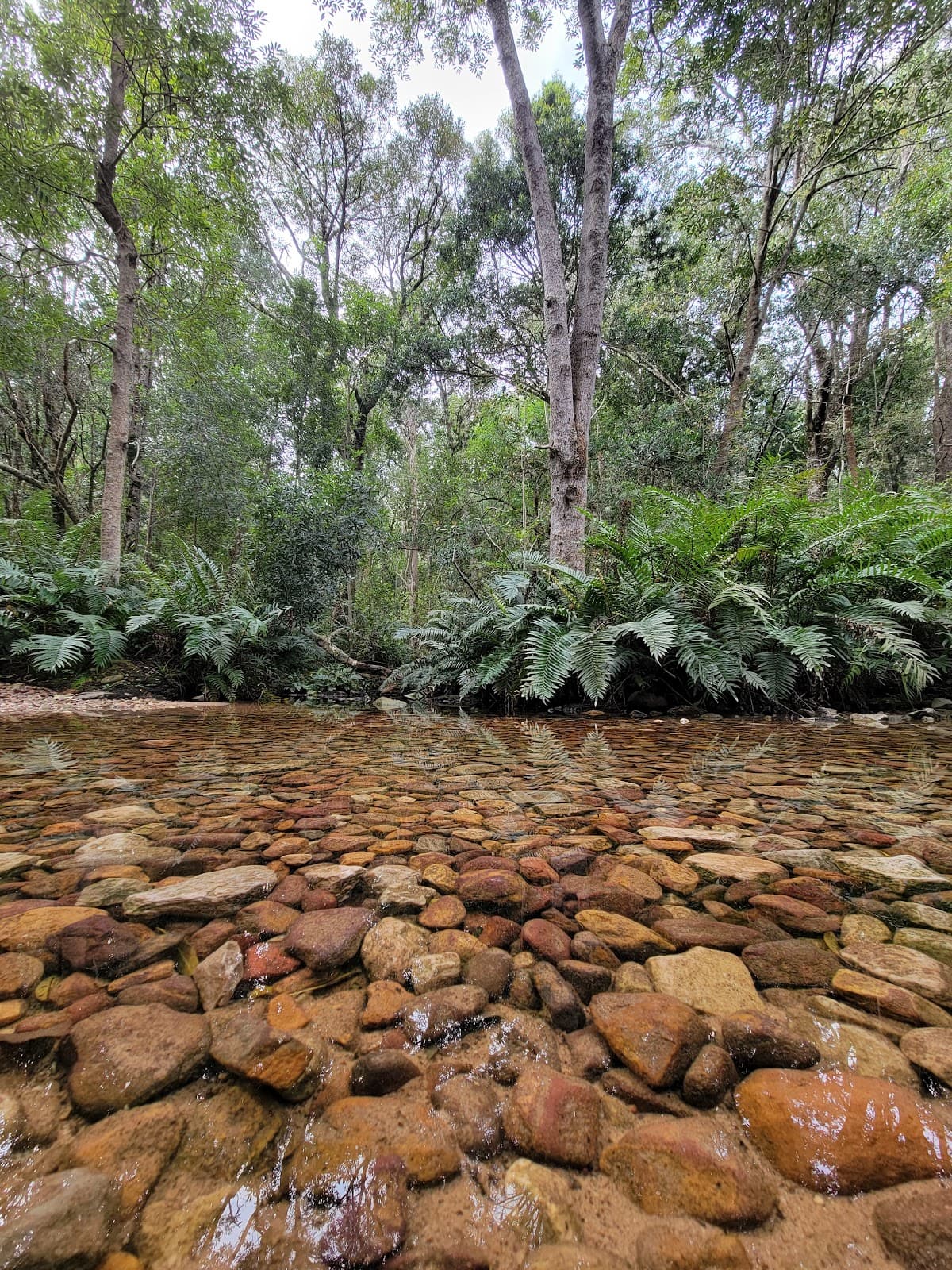 Plaatbos Forest Trails - Image 1