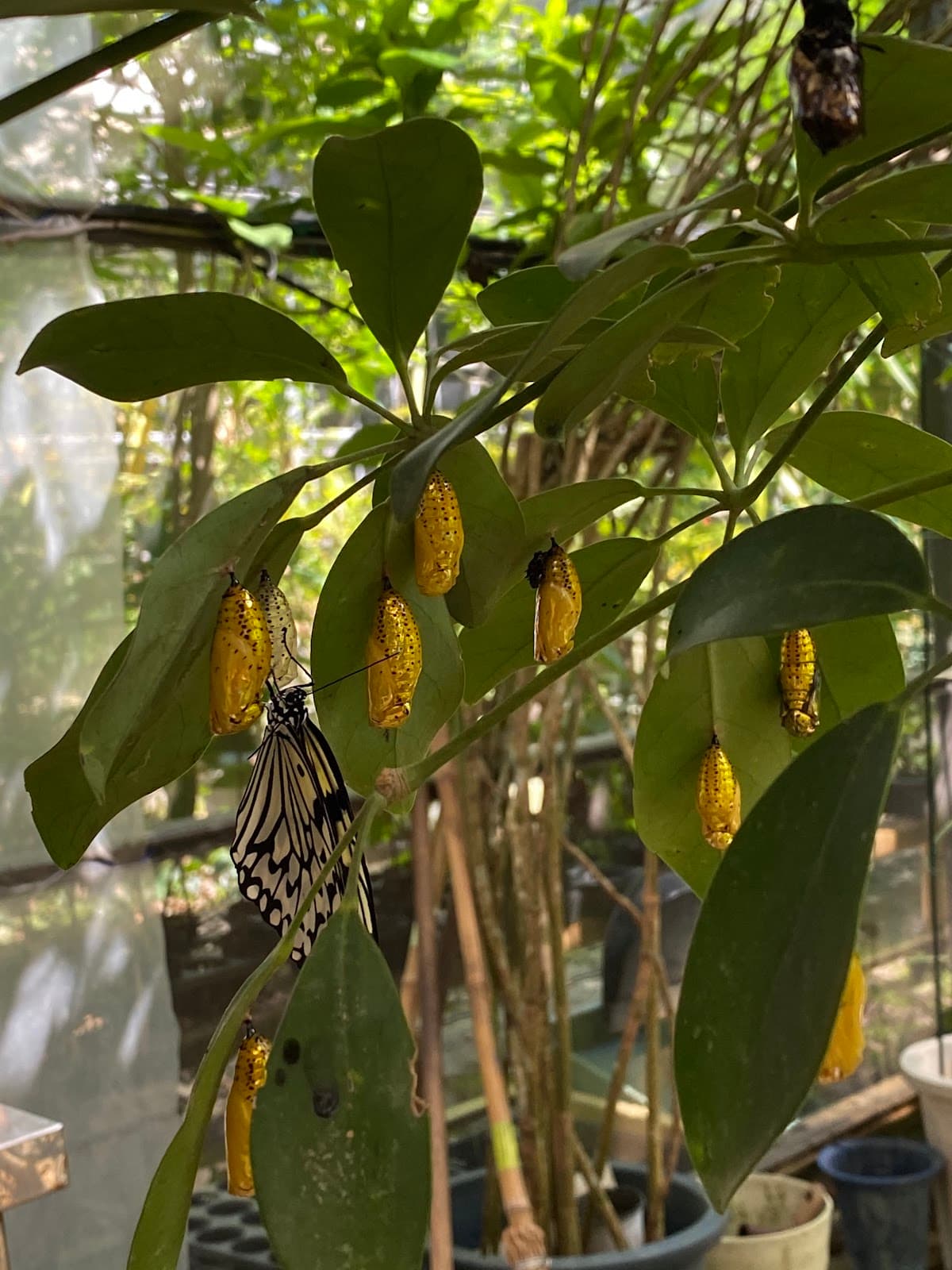 Ryugujo Butterfly Garden - Image 1