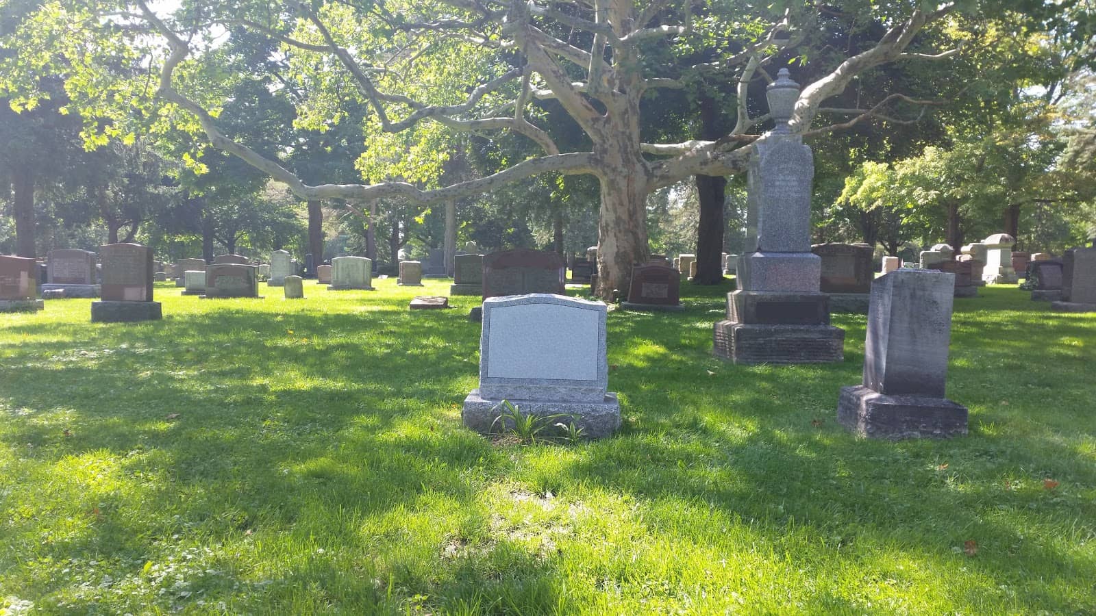 Infant Plot Section