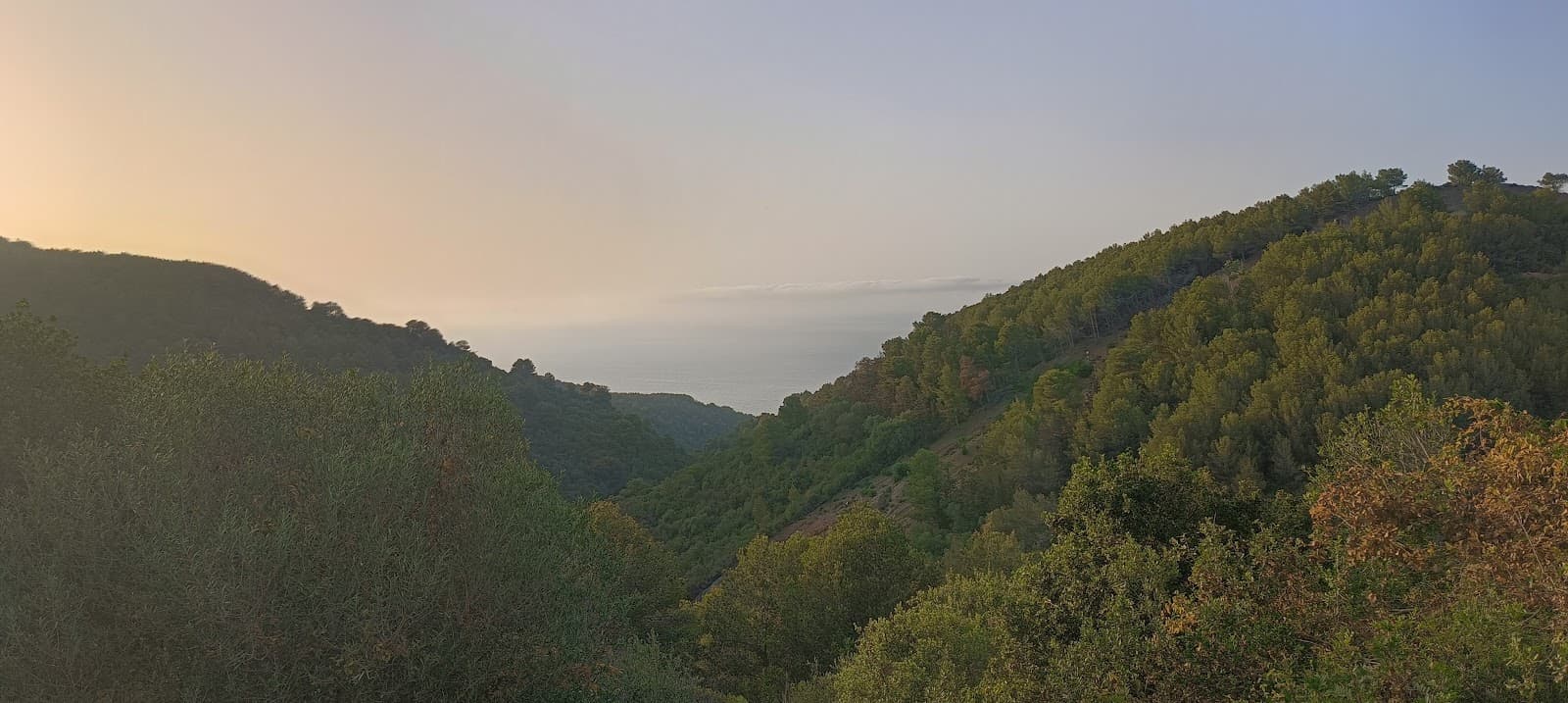 Bainem Forest - Image 1