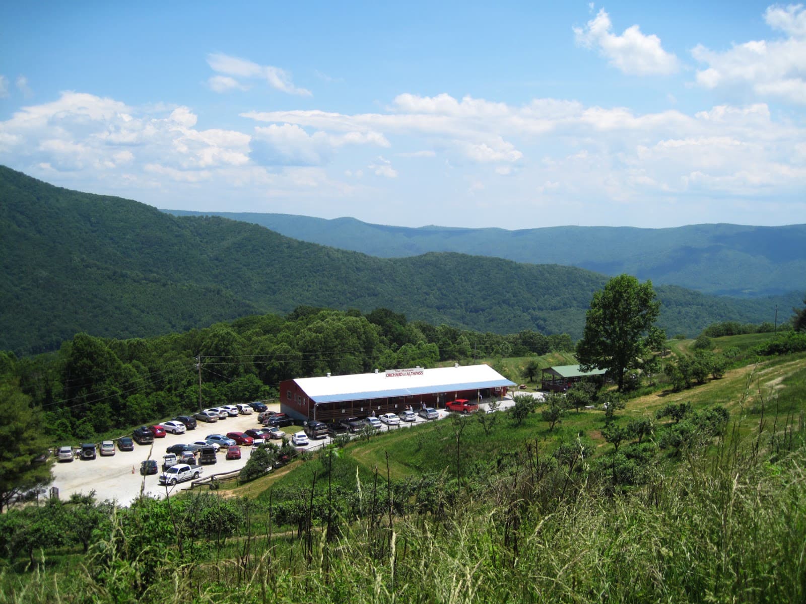 Orchard at Altapass - Image 1
