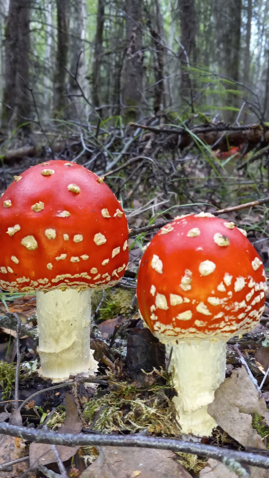 Connors Bog Park - Image 1