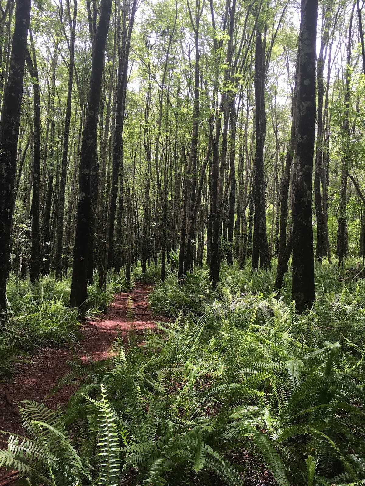 Makawao Forest Reserve (Kahakapao Loop) - Image 1
