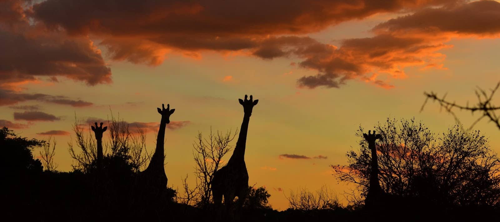 Peaceful Picnic Spots