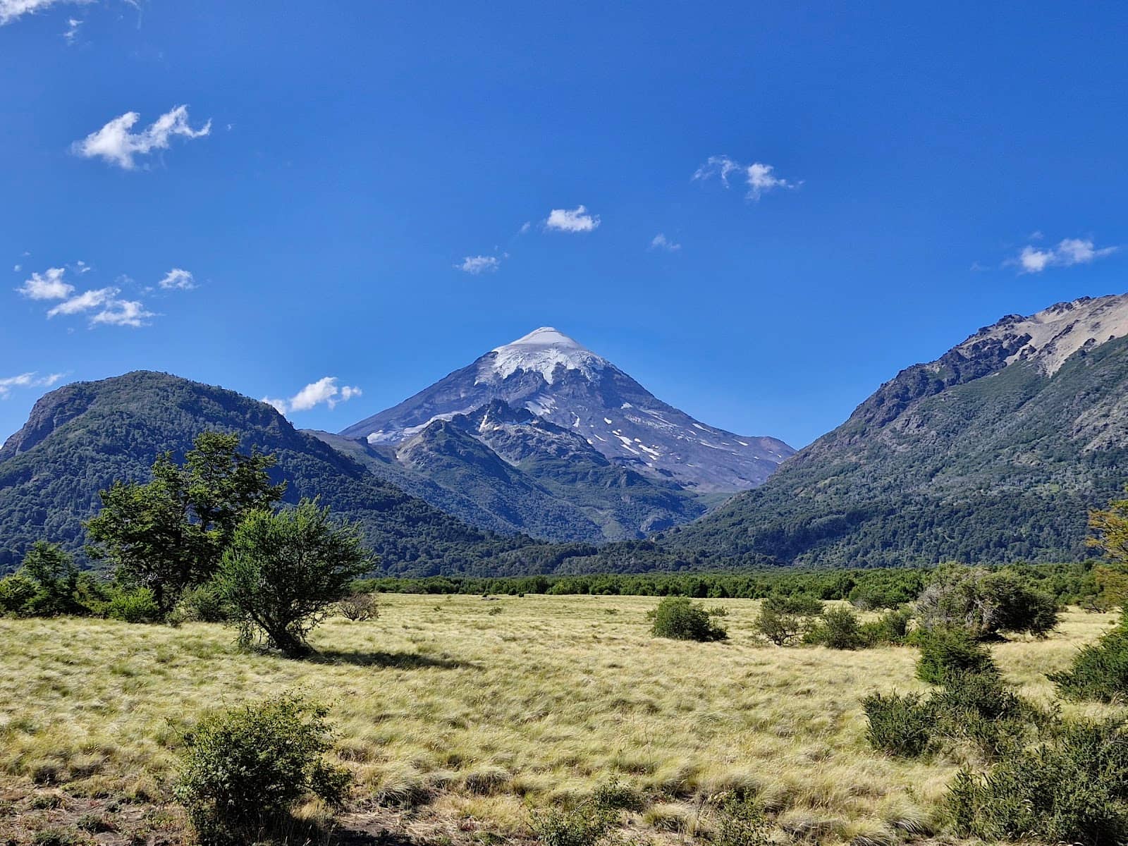 Araucaria Forests