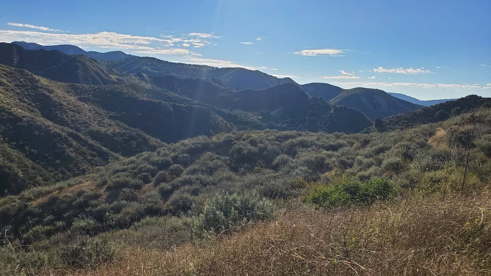 Spring Wildflower Blooms
