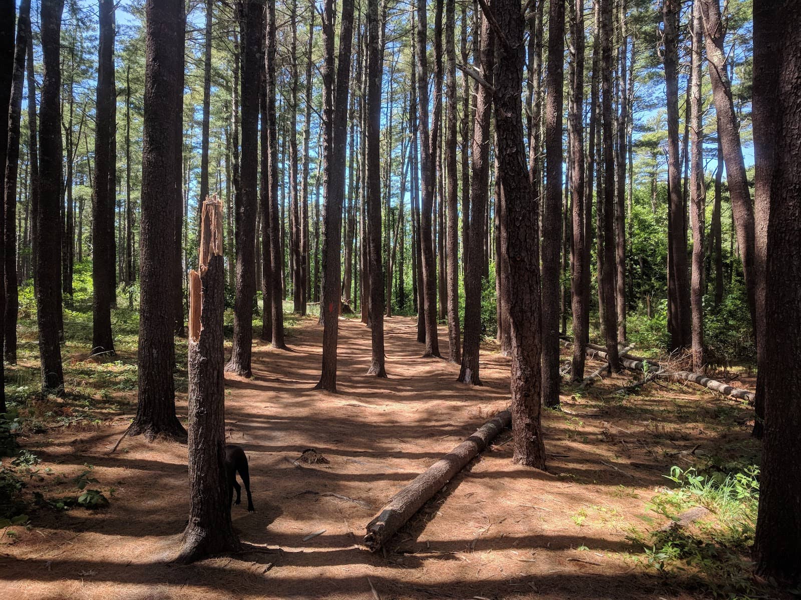 Cranberry Bog Walk