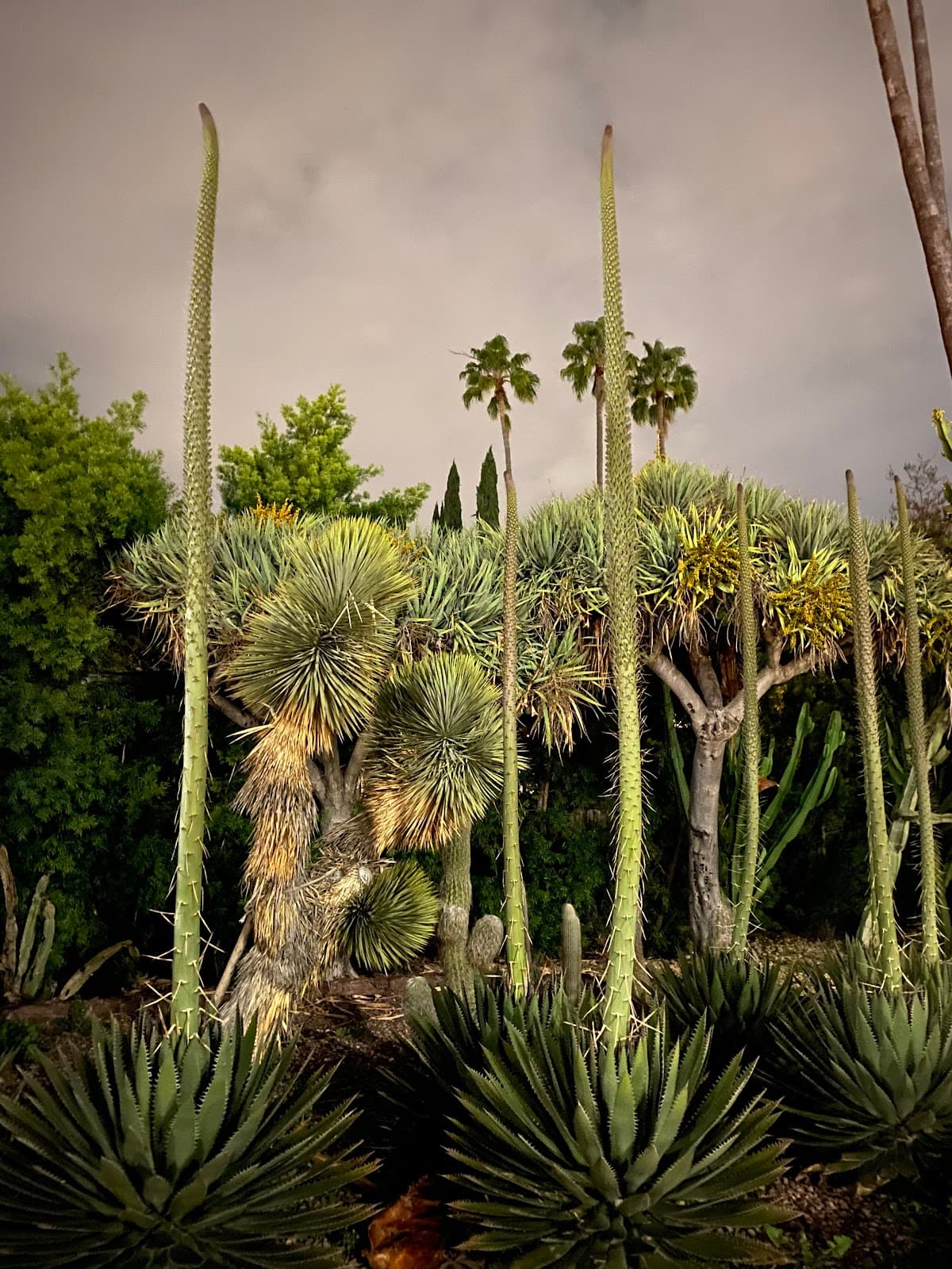 Cactus Garden on Santa Monica Blvd - Image 1