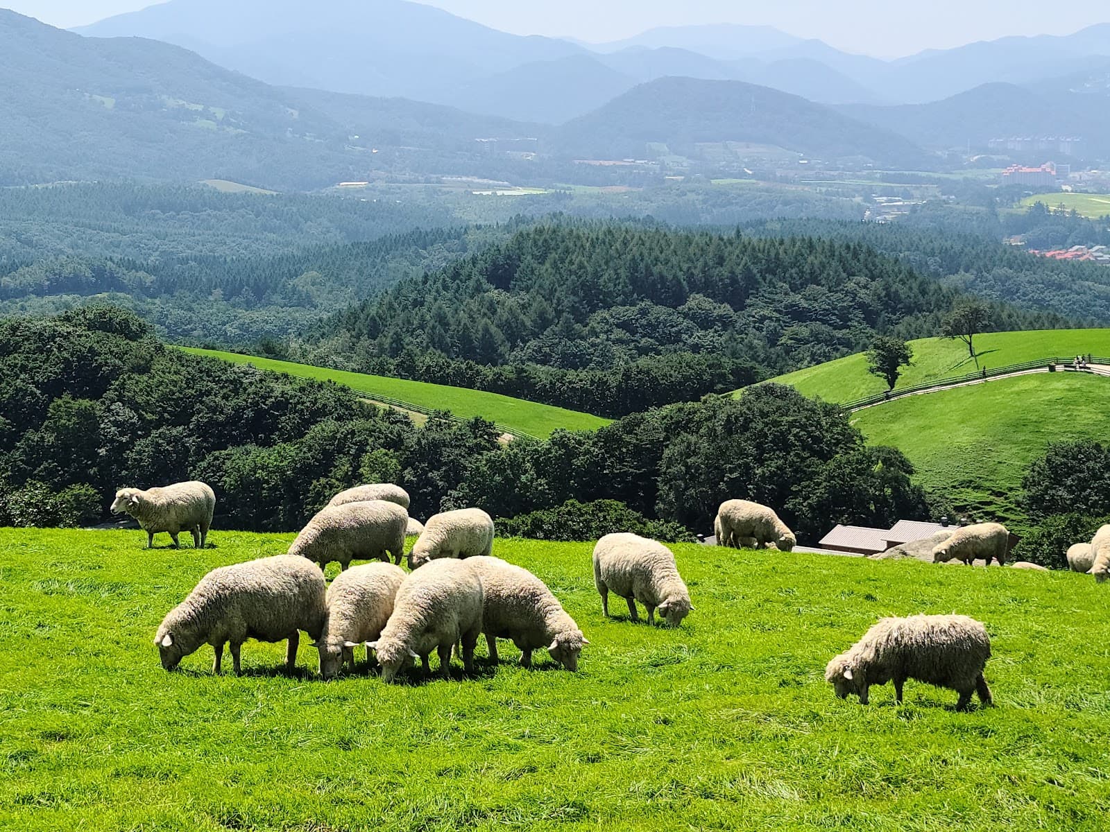Daegwallyeong Sheep Ranch Pyeongchang - Image 1