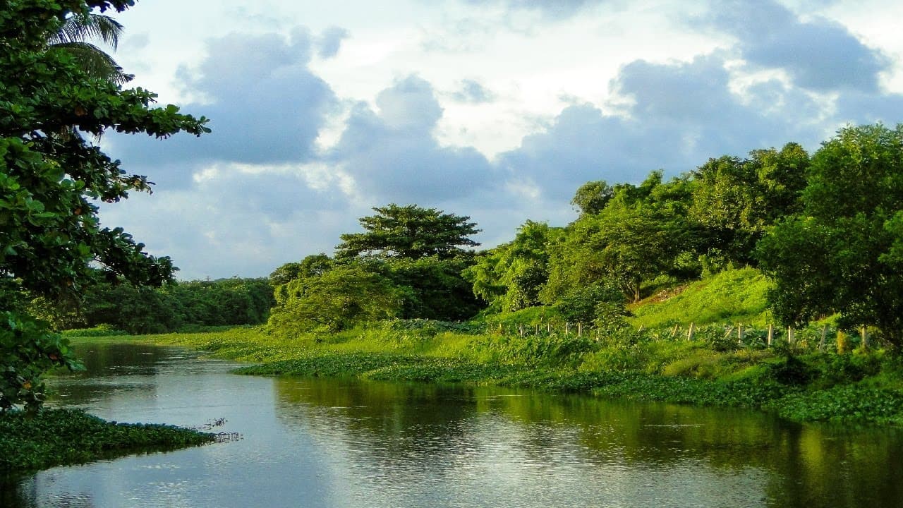 Bellanwila-Attidiya Bird Sanctuary - Image 1