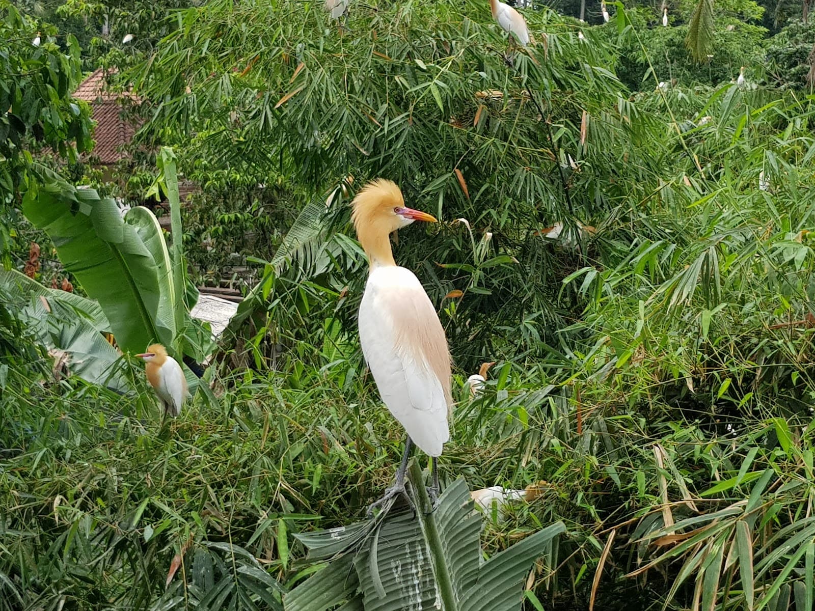 Petulu Heron Colony Bali - Image 1