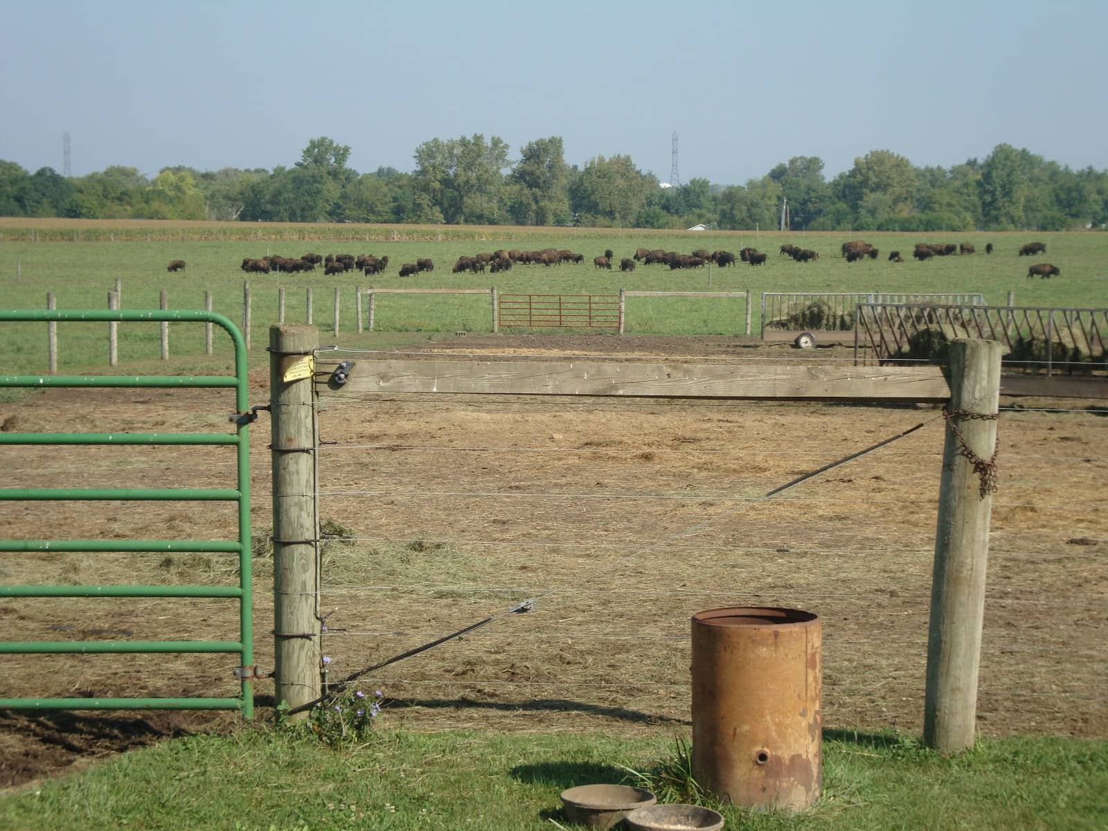Bison History & Education