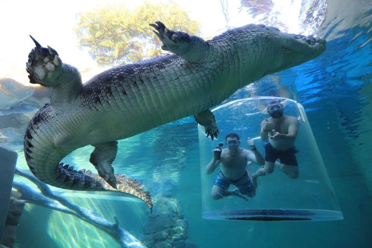 Crocosaurus Cove - Image 1