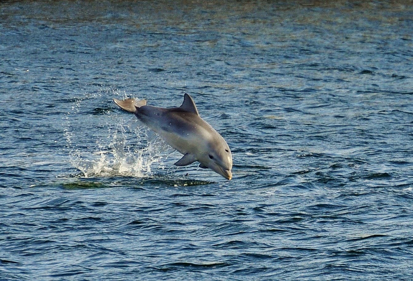 Port River Dolphin Sanctuary - Image 1