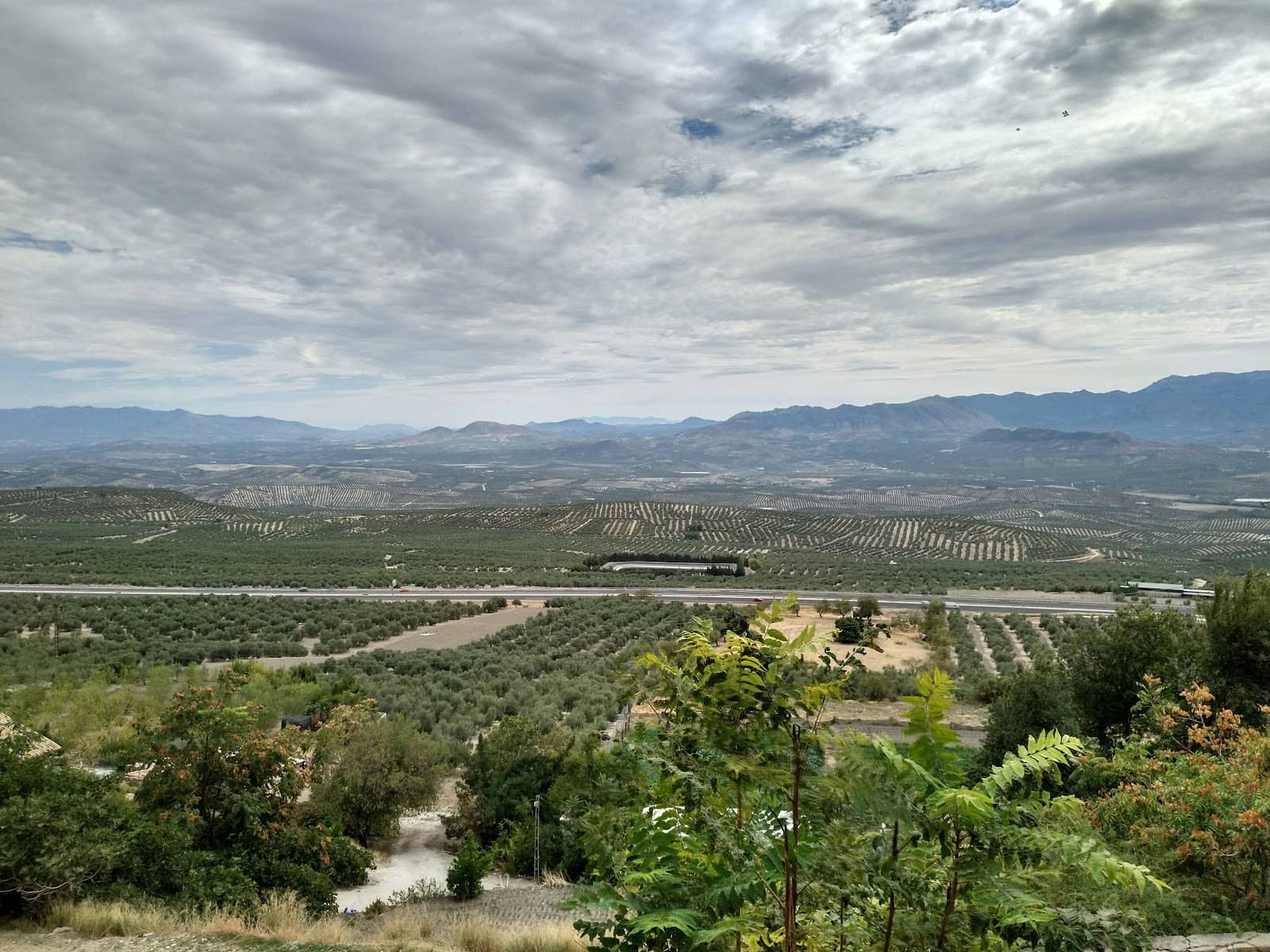 Almond Blossoms (Seasonal)