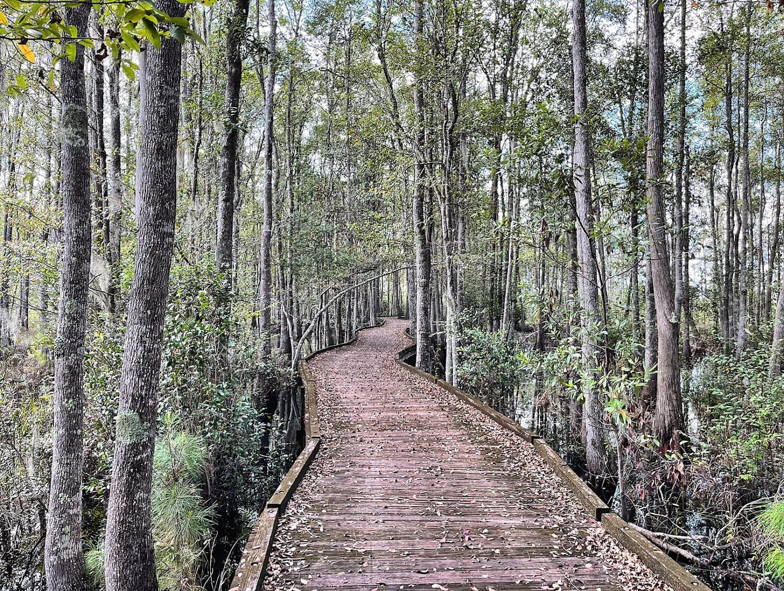 Stephen C. Foster State Park (Okefenokee) - Image 1