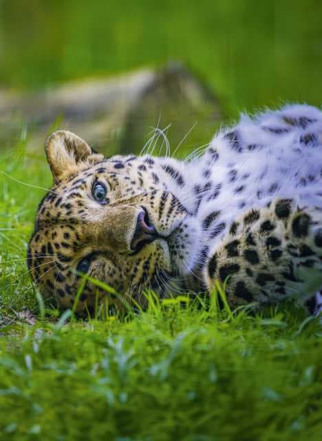 Zoo de la Boissière-du-Doré - Image 1