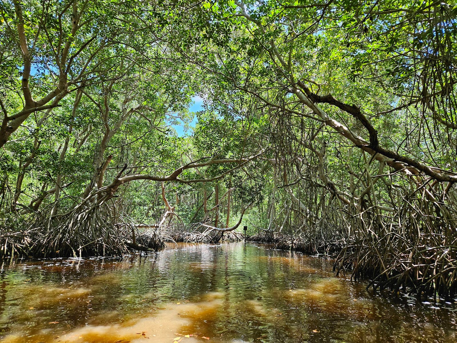 Celestún Biosphere Reserve - Image 1