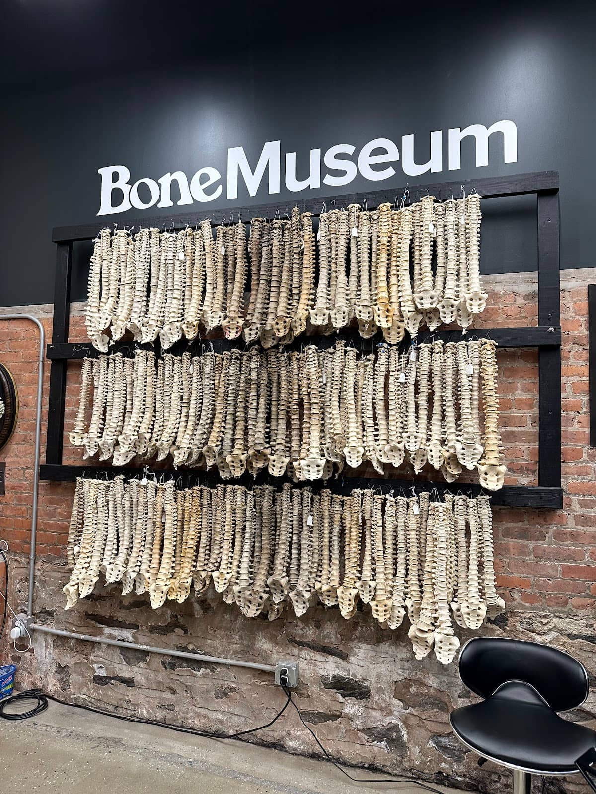 Bone Jovi, the Museum Cat