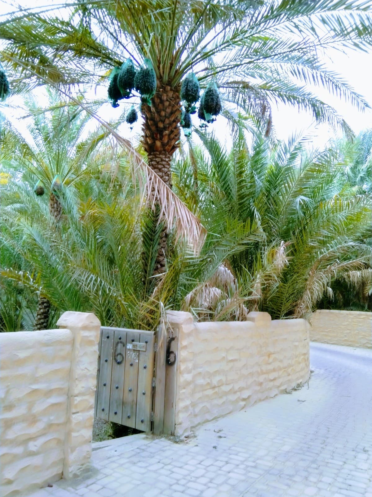 Qattara Oasis - Image 1
