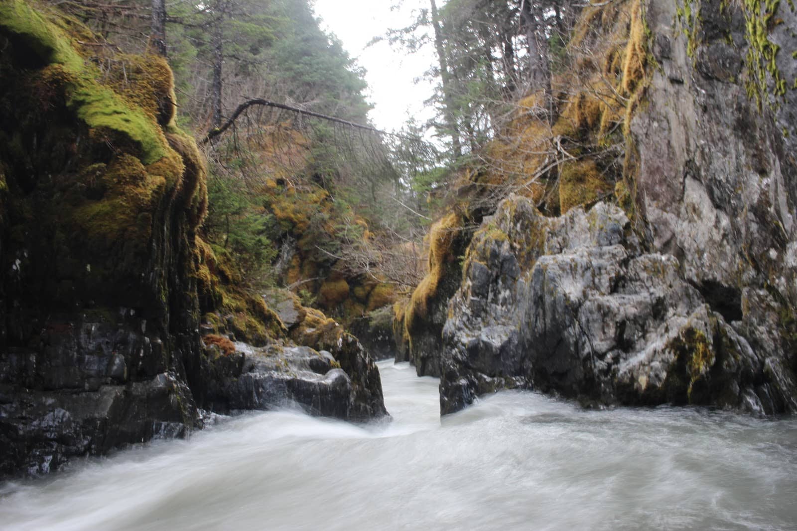 Enchanted Forest Ambiance