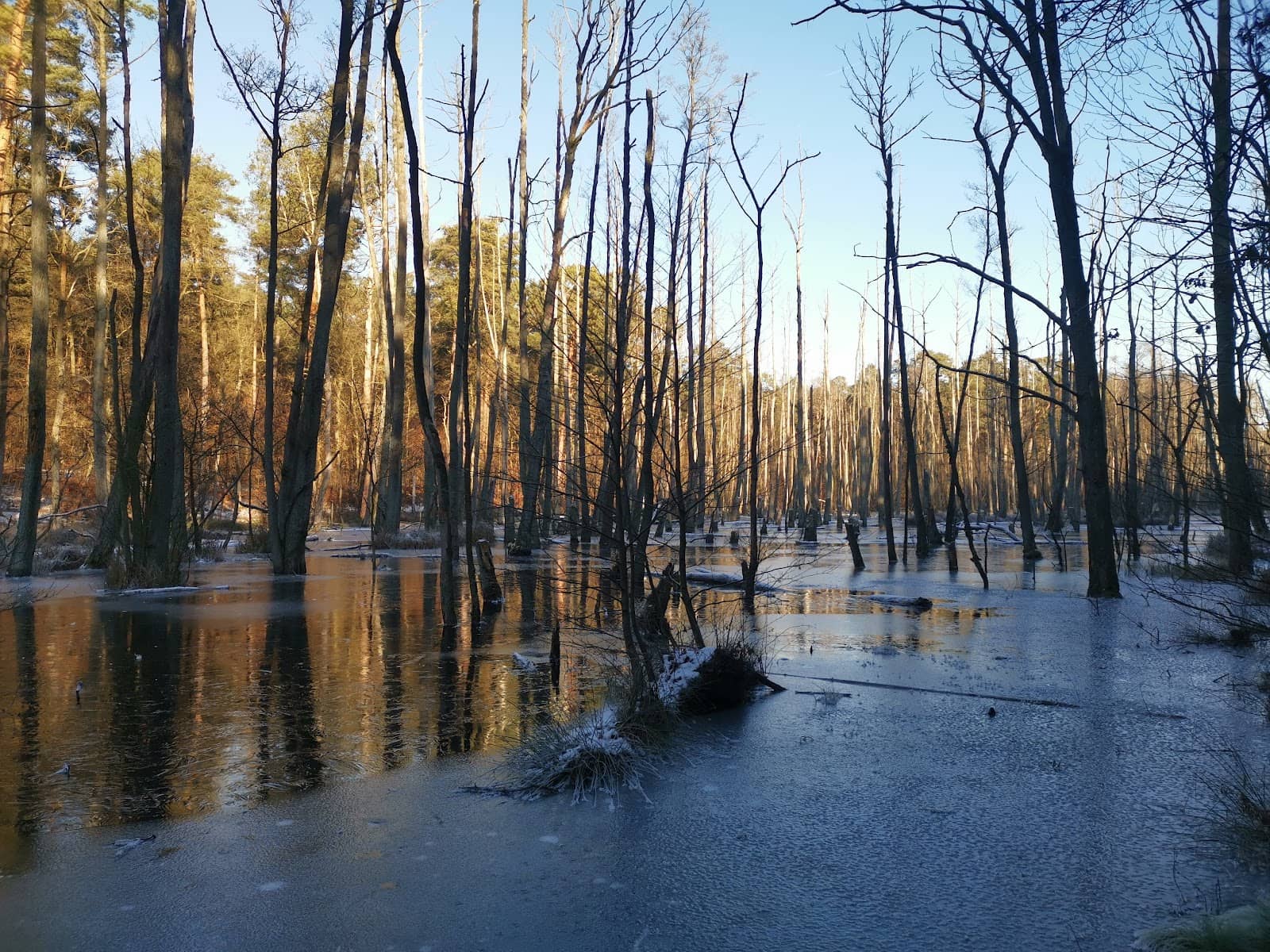 Beaver Dams & Wildlife