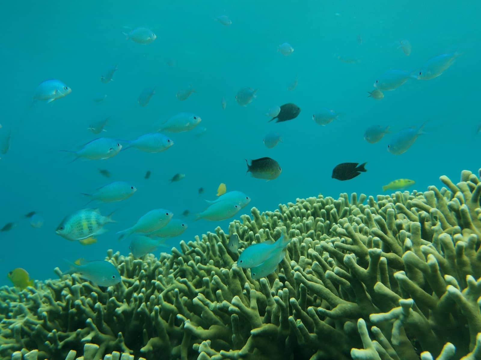 Abundant Fish Species