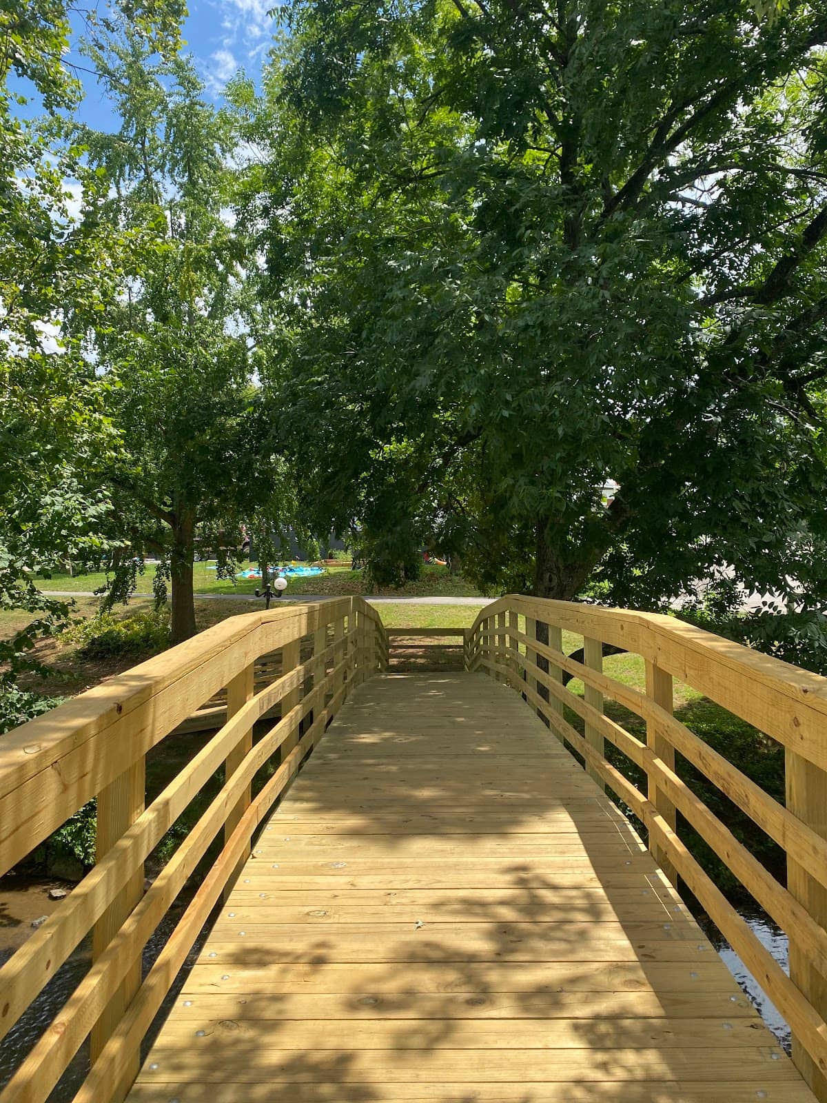 Diverse Duck Species