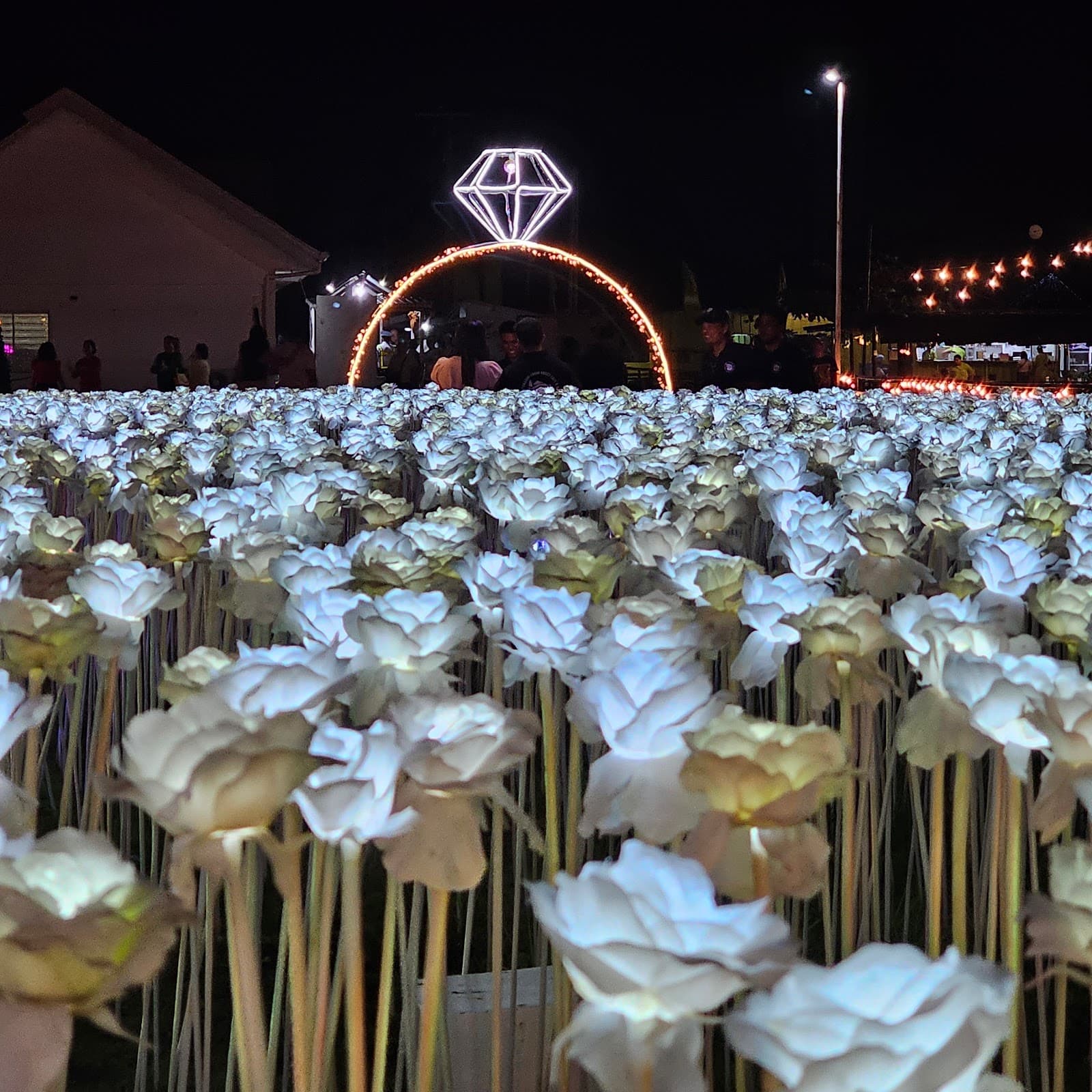 10,000 Roses - Image 1