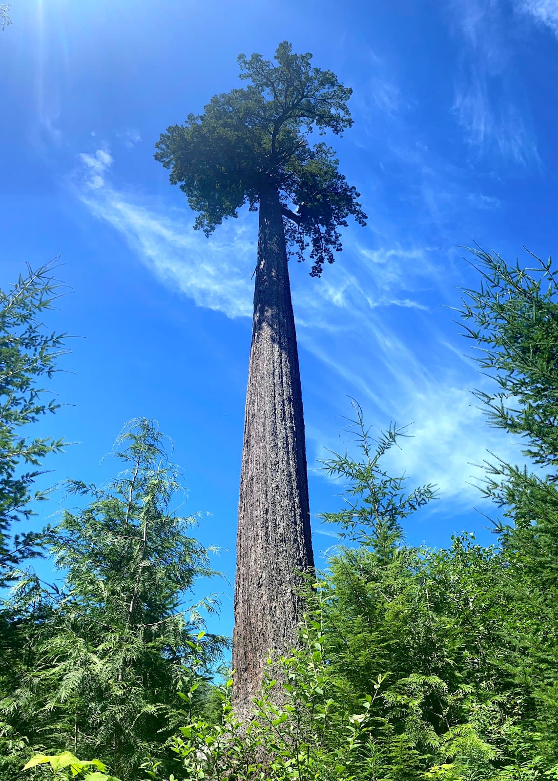 Big Lonely Doug - Image 1