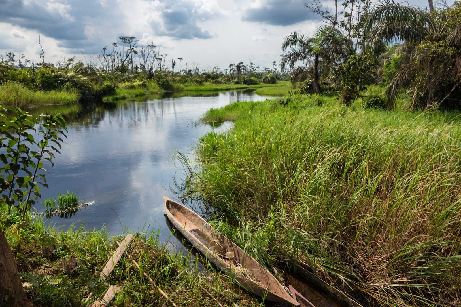 Nouabalé-Ndoki National Park - Image 1
