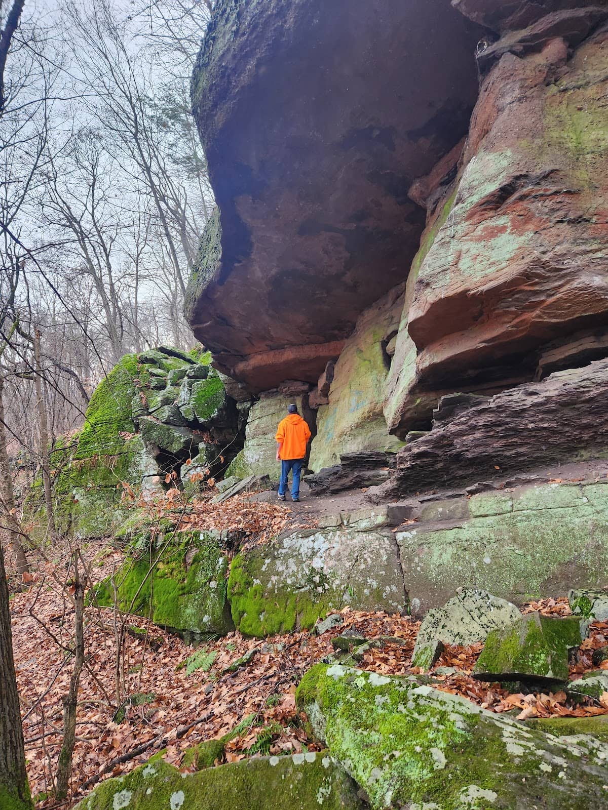 Scenic Forest Trails