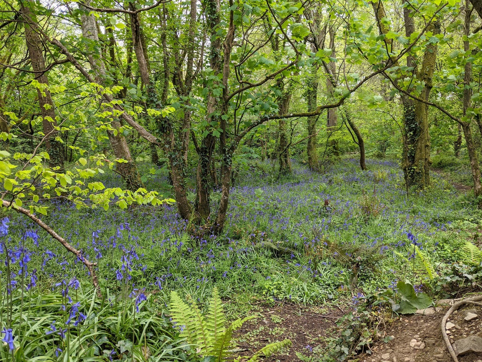 Tehidy Country Park - Image 1