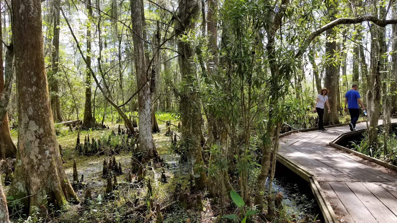 Jean Lafitte Barataria Preserve - Image 1