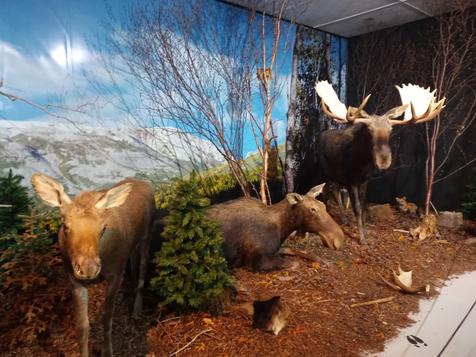 Gros Morne Wildlife Museum Rocky Harbour - Image 1