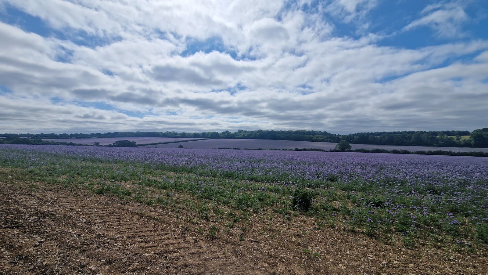 Watership Down - Image 1