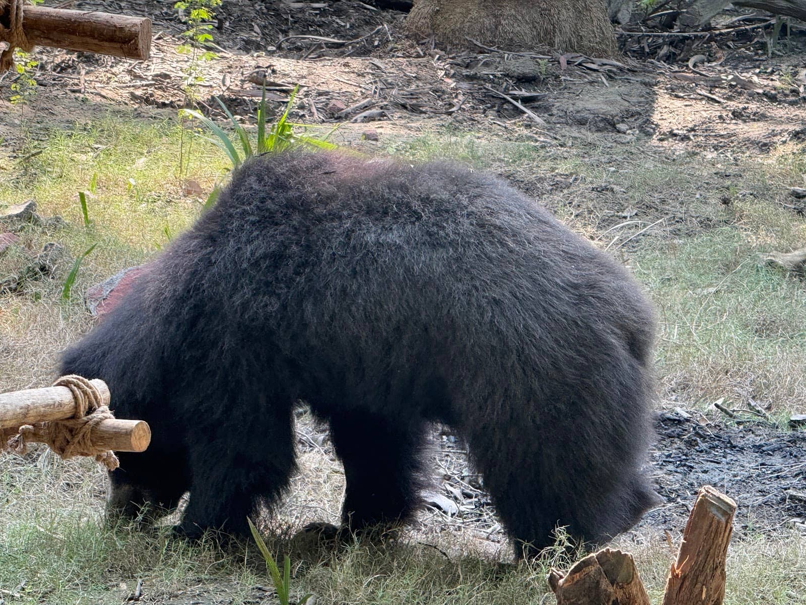 Bear Feeding Time