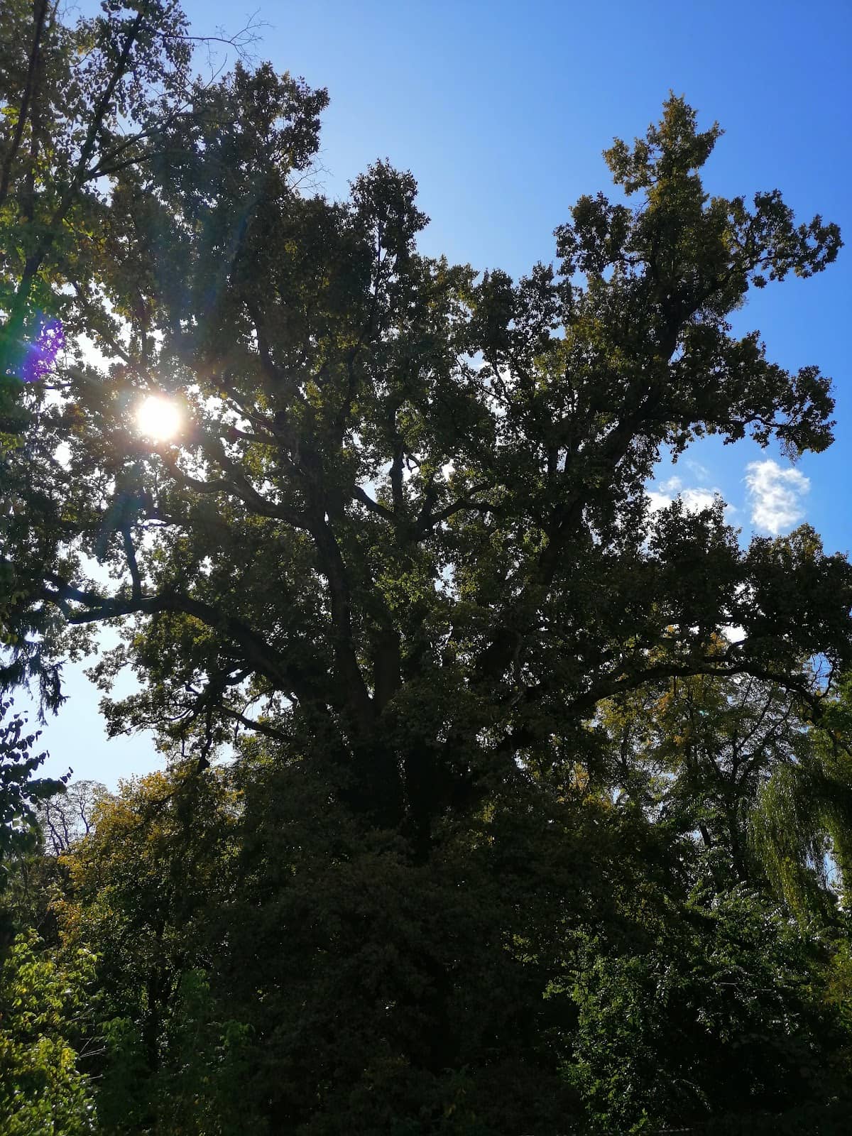 Scenic Pond and Waterfall