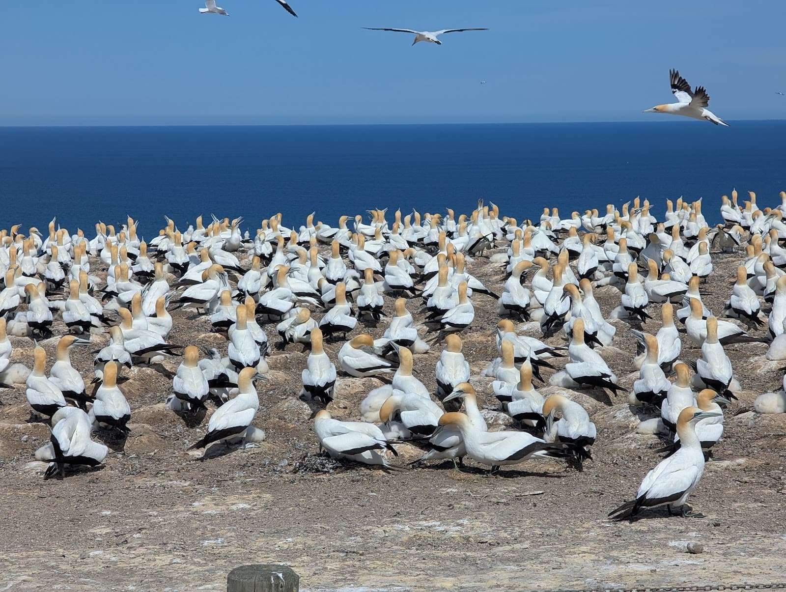 Cape Kidnappers Gannet Colony - Image 1