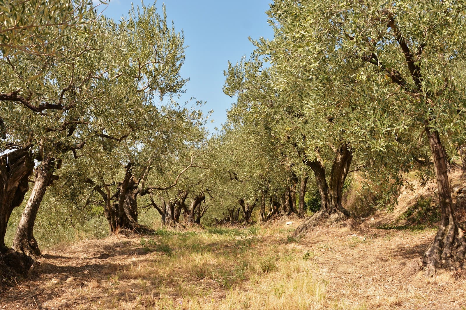 Olive Tree Trail (Sentier des Oliviers) - Image 1