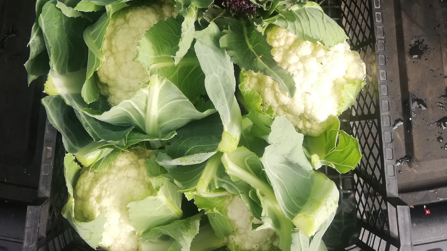 Mertoun Gardens - Image 1