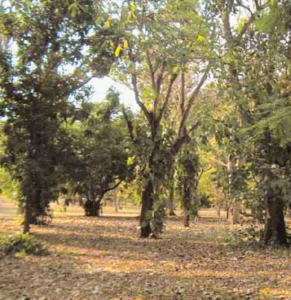 Jardín Botánico de Maracay (UCV) - Image 1