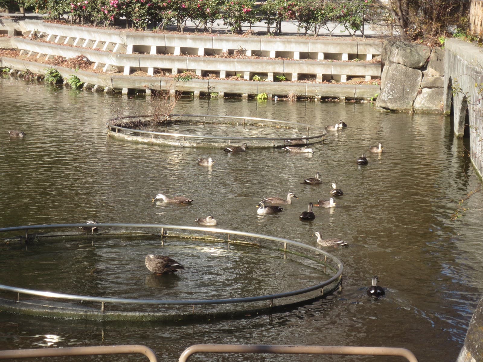 Ayasegawa Water Park - Image 1
