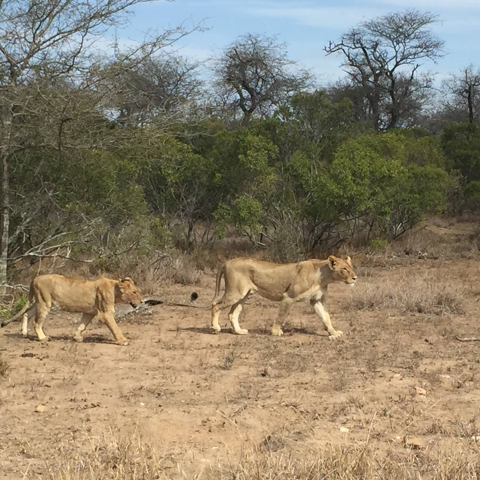 N'wanetsi Picnic Spot Lookout
