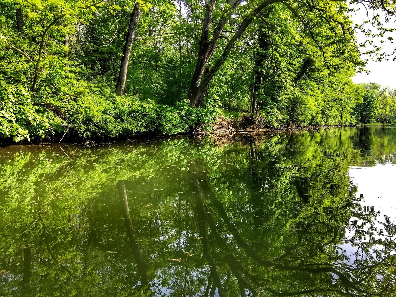 Ropotamo Nature Reserve - Image 1